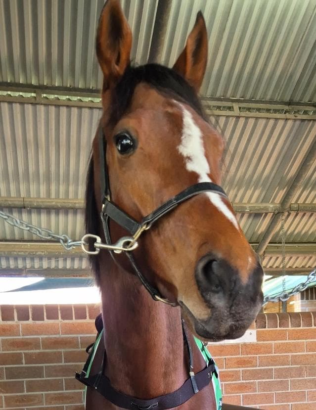 Avatar-HorsesAvailable