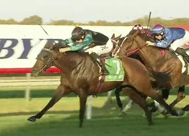 Avatar-HorsesAvailable