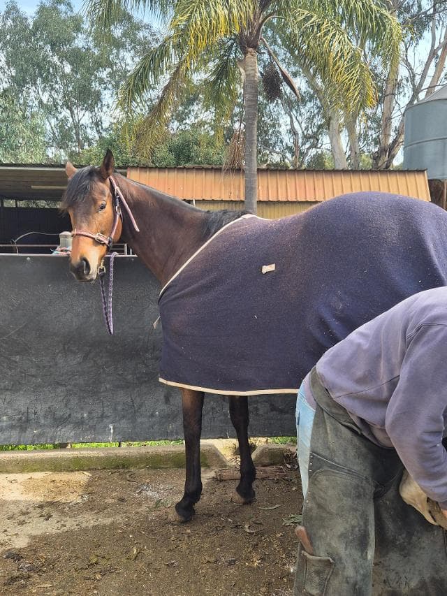 Avatar-HorsesAvailable