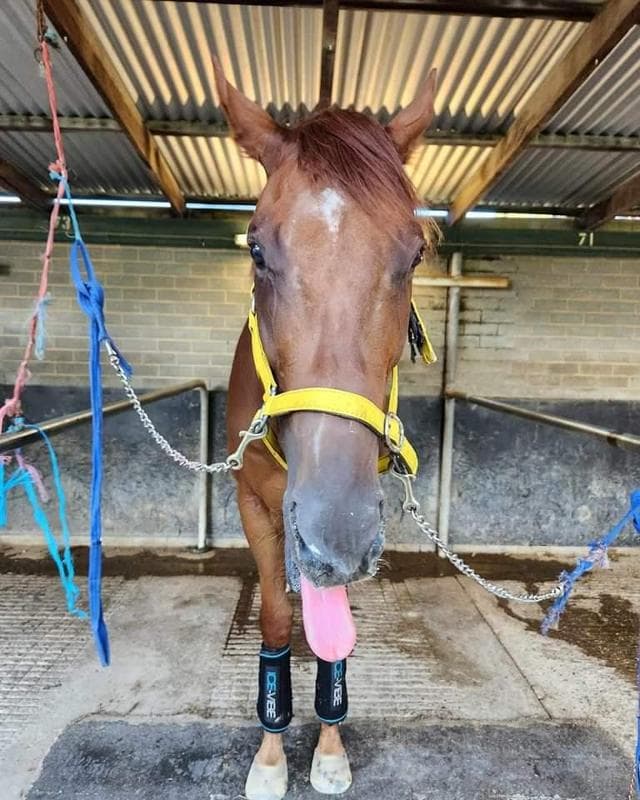 Avatar-HorsesAvailable