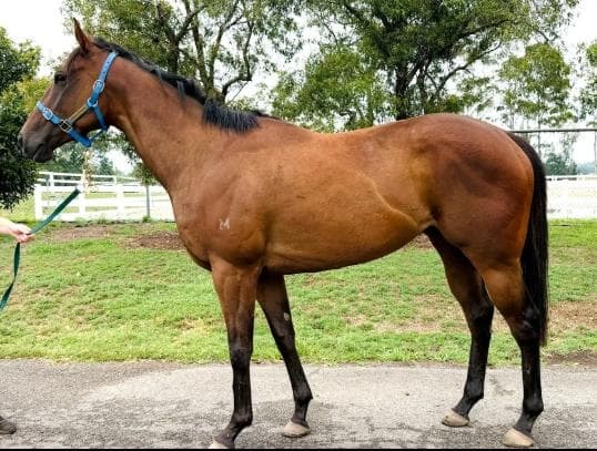 Avatar-HorsesAvailable