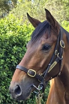 Avatar-HorsesAvailable